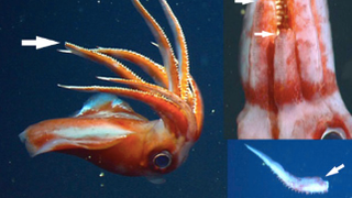 Deep-sea squid can break off all its arms to fight enemies